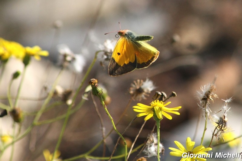 La vita in un fiore (Senecio inaequidens)